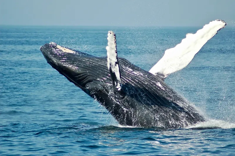 Baleia jubarte saltando no oceano