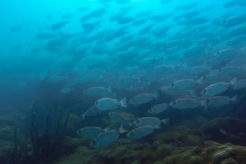 Cardume de peixes olho-de-cão no fundo do mar de Arraial do Cabo