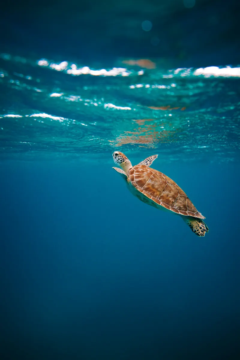 Tartaruga marinha nadando logo abaixo da superfície