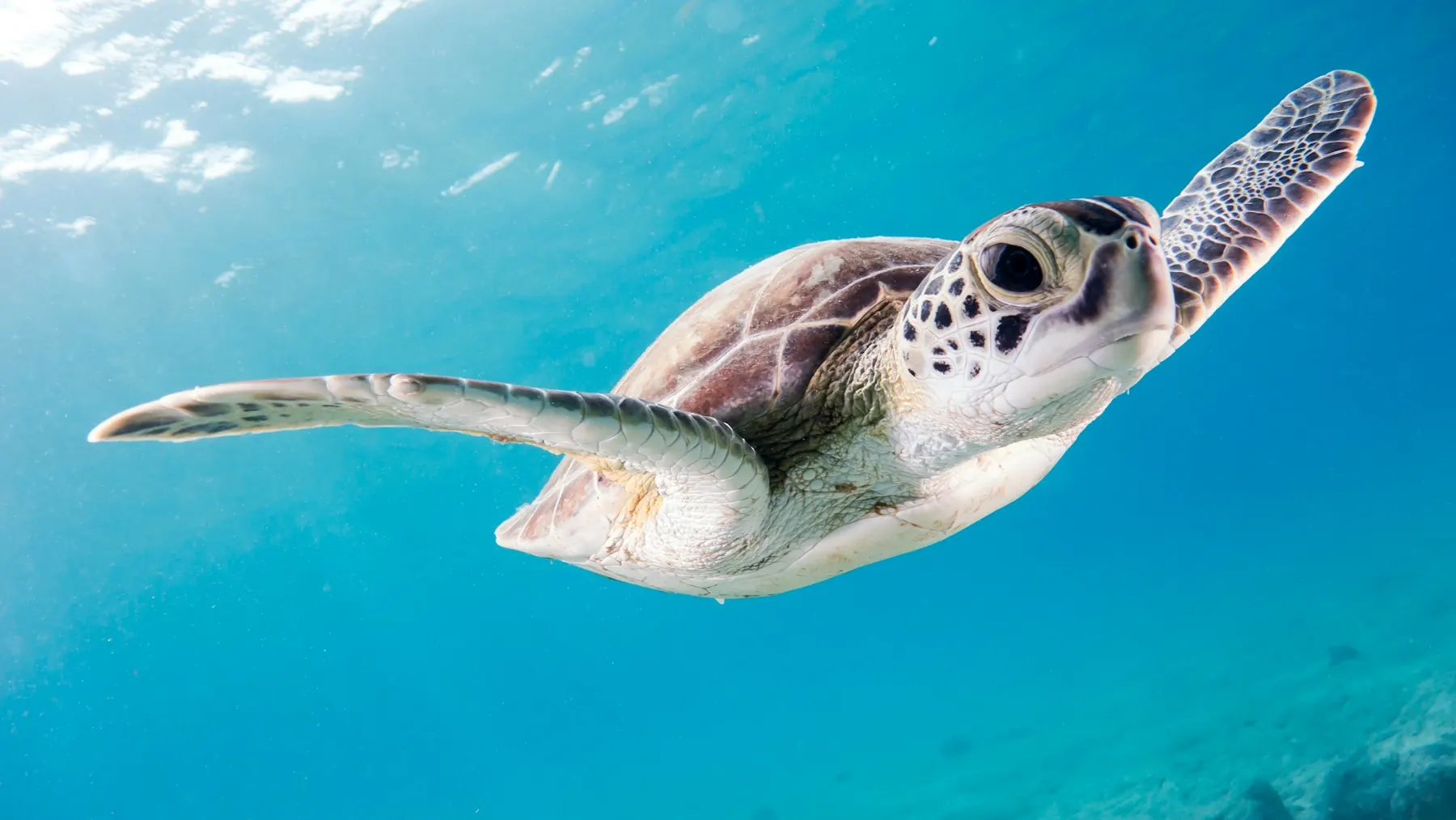 Tartaruga marinha nadando em águas cristalinas